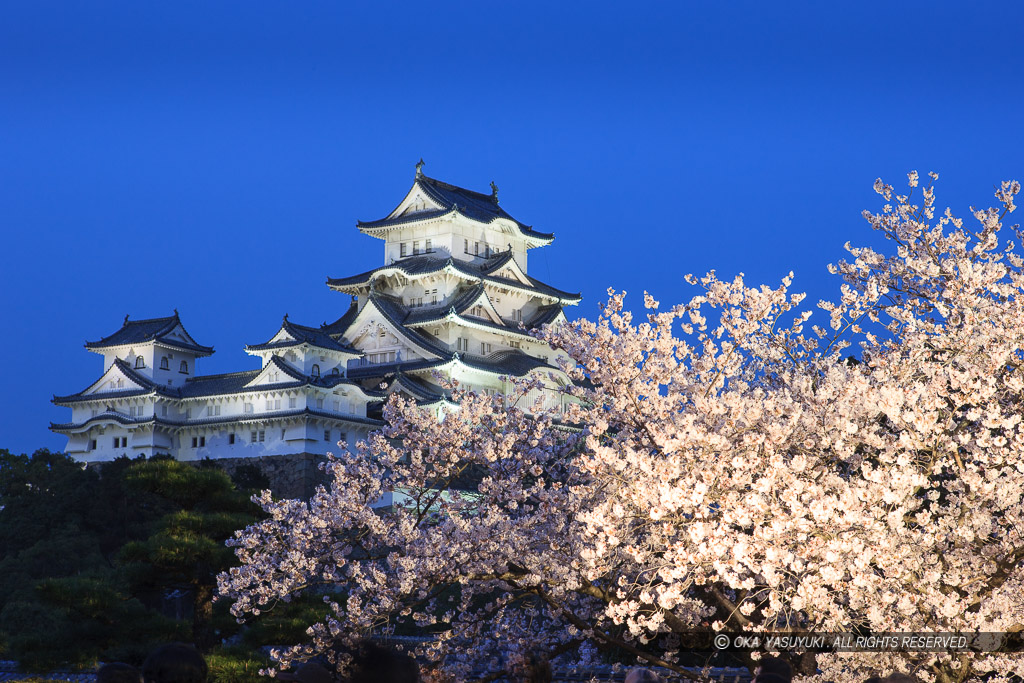 姫路城夜桜ライトアップ