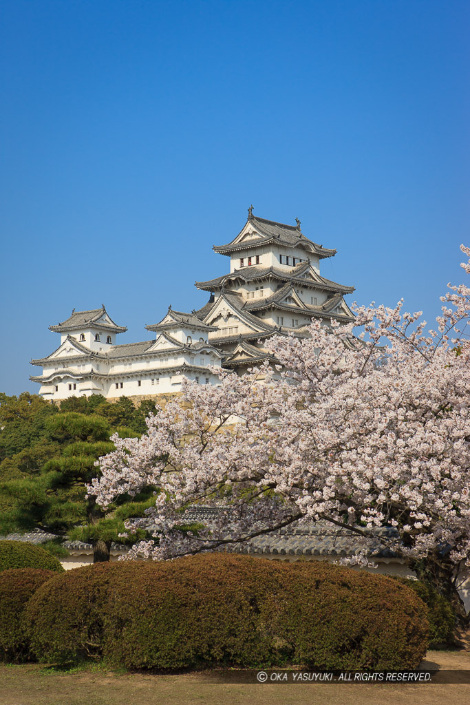 姫路城西の丸から天守群を望む（平成の修理前）