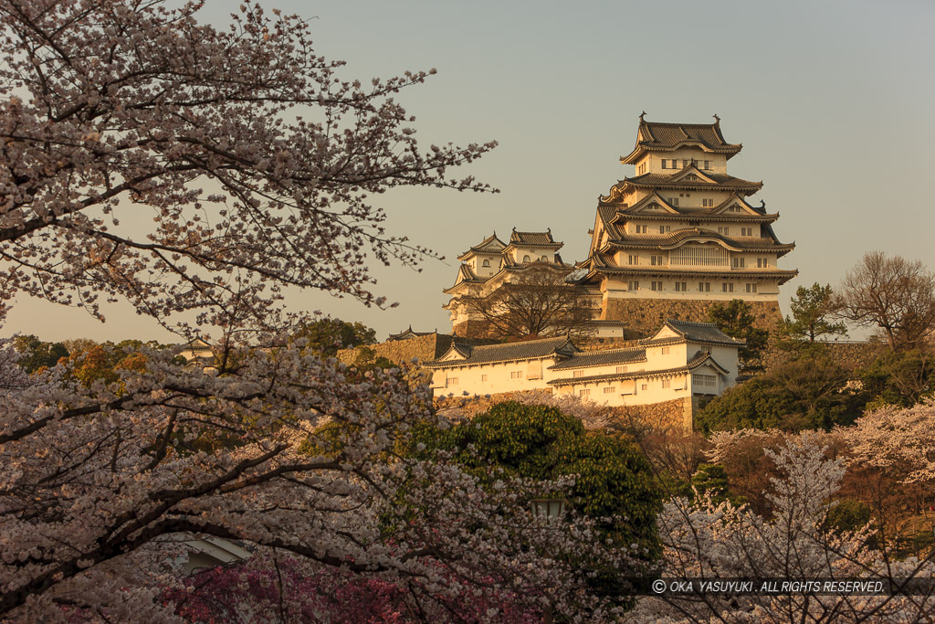 姫路城桜の夕景