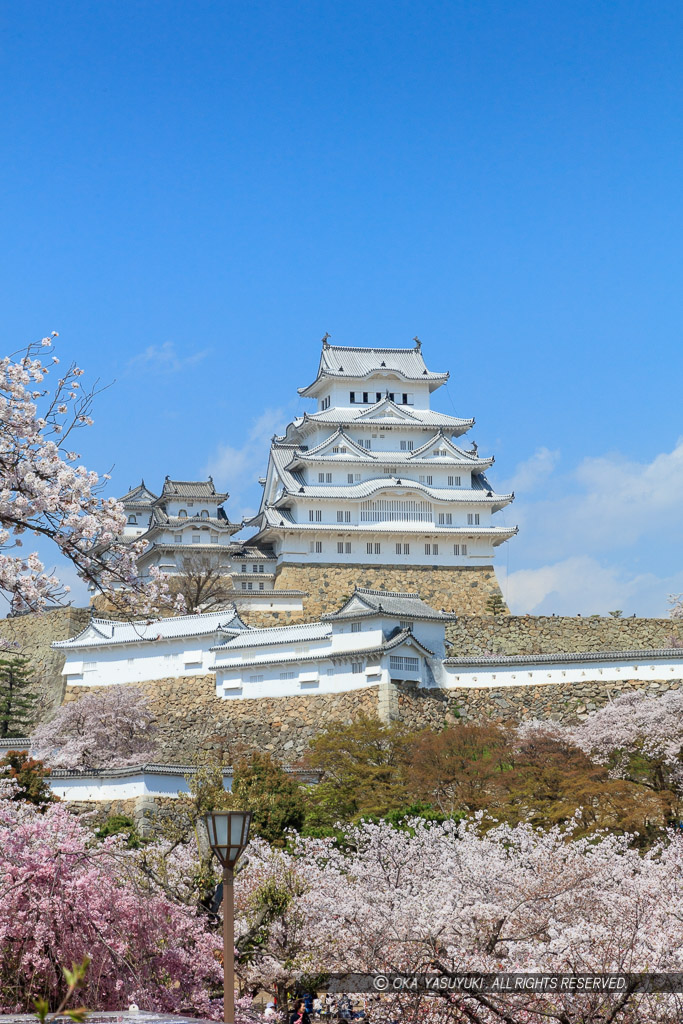 姫路城の桜・三の丸から