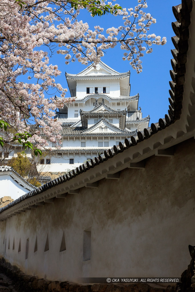 姫路城の桜