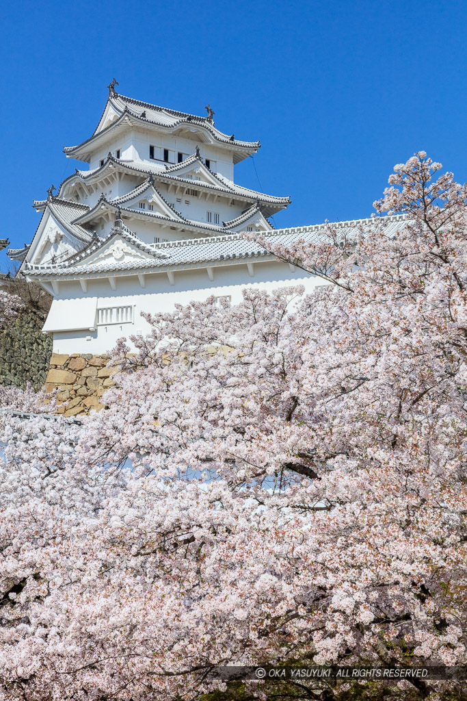 姫路城三の丸から春の風景