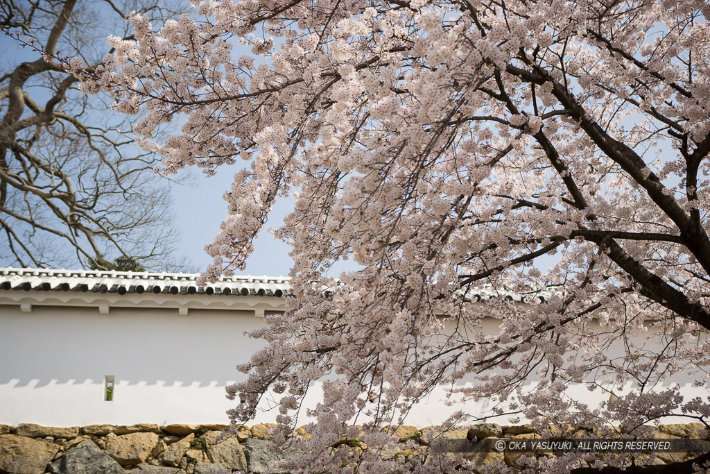 土塀と桜