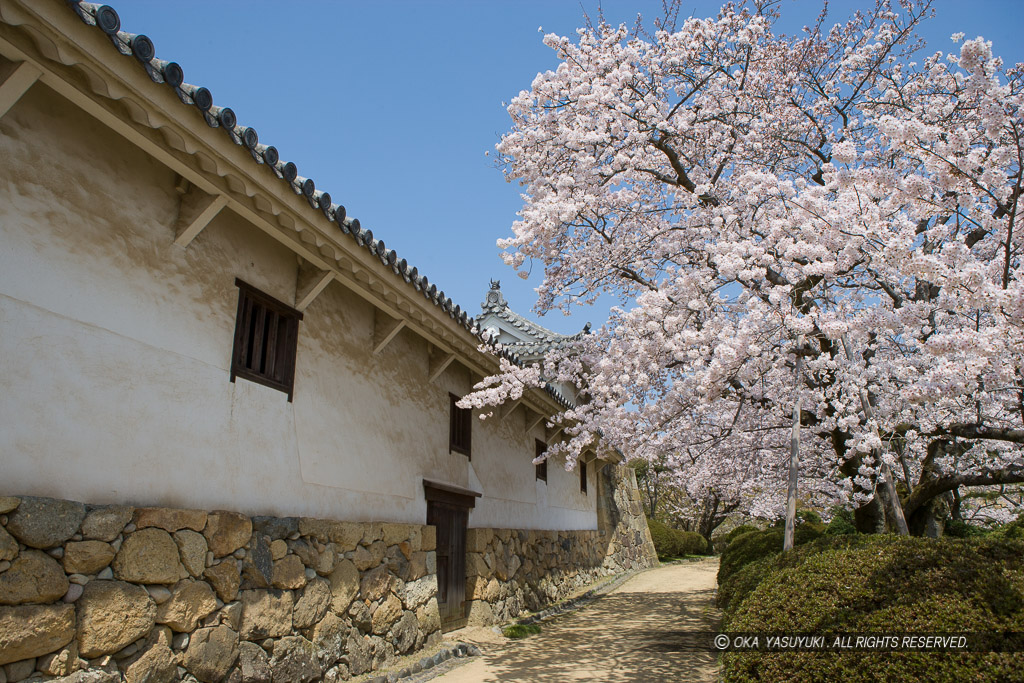 姫路城西の丸の桜