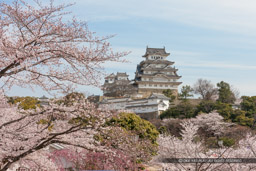 姫路城の桜（平成の修理前）｜高解像度画像サイズ：4924 x 3283 pixels｜写真番号：1P3J0515｜撮影：Canon EOS-1Ds Mark III