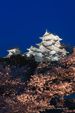 姫路城夜桜ライトアップ｜高解像度画像サイズ：3744 x 5616 pixels｜写真番号：1P3J0727｜撮影：Canon EOS-1Ds Mark III