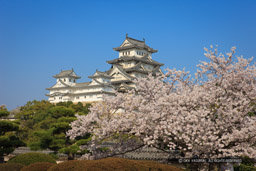 姫路城西の丸から天守群を望む（平成の修理前）｜高解像度画像サイズ：5616 x 3744 pixels｜写真番号：1P3J1009｜撮影：Canon EOS-1Ds Mark III