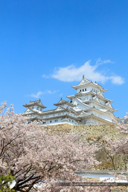 姫路城三国堀から春の風景｜高解像度画像サイズ：5599 x 8399 pixels｜写真番号：5DSA4989｜撮影：Canon EOS 5DS