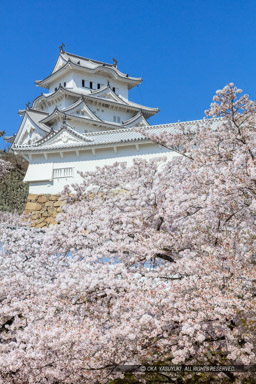 姫路城三の丸から春の風景｜高解像度画像サイズ：5732 x 8598 pixels｜写真番号：5DSA5120｜撮影：Canon EOS 5DS