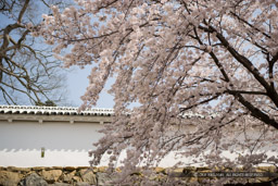 土塀と桜｜高解像度画像サイズ：4992 x 3328 pixels｜写真番号：VJ7Z4505｜撮影：Canon EOS-1Ds Mark II