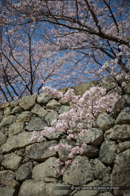 石垣と桜｜高解像度画像サイズ：3328 x 4992 pixels｜写真番号：VJ7Z4523｜撮影：Canon EOS-1Ds Mark II