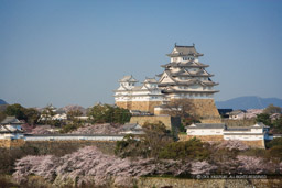 春の姫路城全景（平成の修理前）｜高解像度画像サイズ：4927 x 3285 pixels｜写真番号：VJ7Z4732｜撮影：Canon EOS-1Ds Mark II