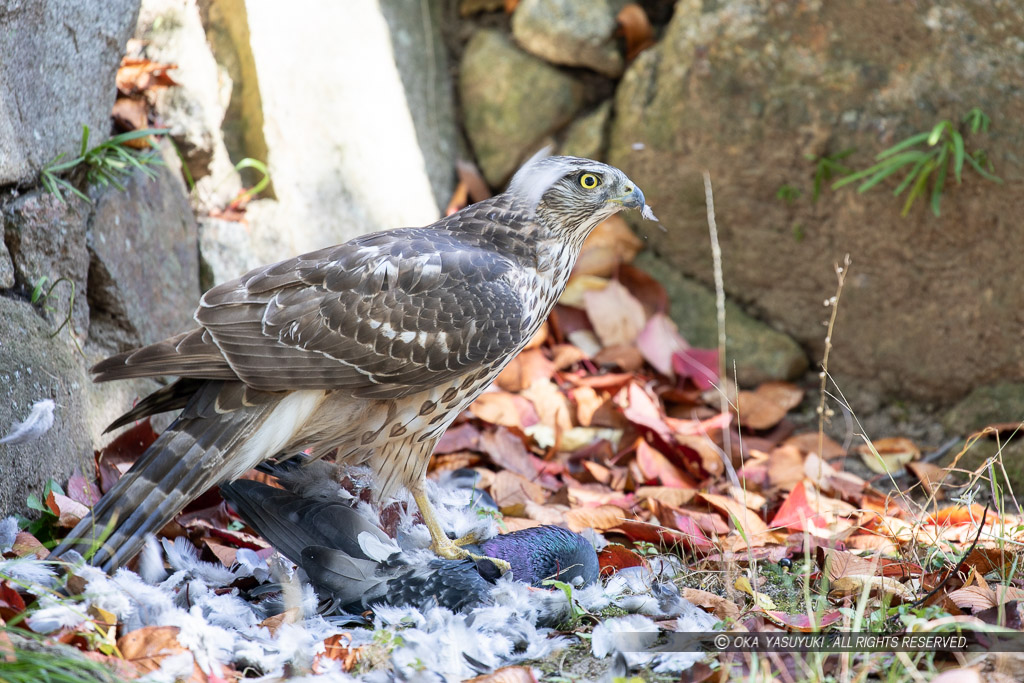 広島城本丸で見たオオタカの若鳥