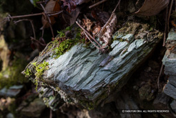 緑泥片岩「阿波青石」 | 高解像度画像サイズ：8192 x 5464 pixels | 写真番号：6F1A3686 | 撮影：Canon EOS R5m2