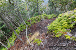 小倉丸堀切 | 高解像度画像サイズ：8192 x 5464 pixels | 写真番号：6F1A3895 | 撮影：Canon EOS R5m2