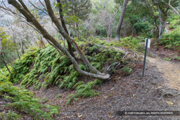 小倉丸南側の堀切 | 高解像度画像サイズ：8192 x 5464 pixels | 写真番号：6F1A3903 | 撮影：Canon EOS R5m2