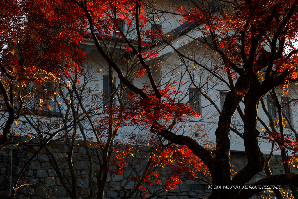 伊賀上野城の紅葉風景
