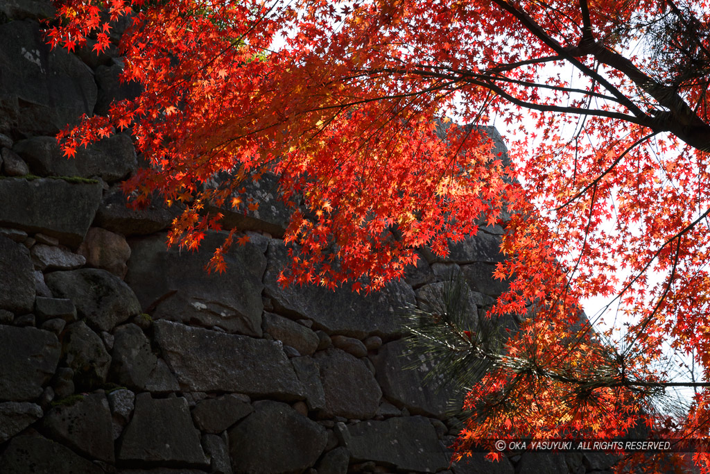 伊賀上野城の紅葉風景
