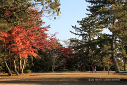 筒井古城・城代屋敷跡｜高解像度画像サイズ：5184 x 3456 pixels｜写真番号：1DX_6282｜撮影：Canon EOS-1D X