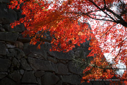 伊賀上野城の紅葉風景｜高解像度画像サイズ：5184 x 3456 pixels｜写真番号：1DX_6722｜撮影：Canon EOS-1D X