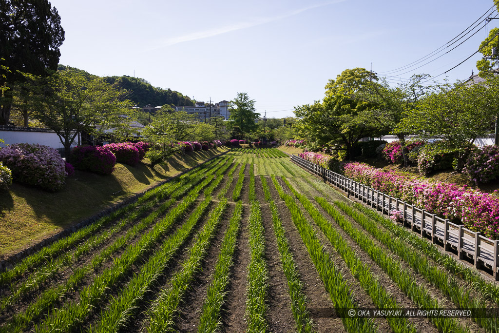 御土居堀跡