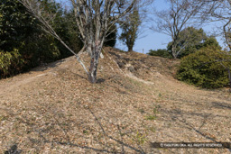 本丸土塁 | 高解像度画像サイズ：8192 x 5464 pixels | 写真番号：6F1A2753 | 撮影：Canon EOS R5m2