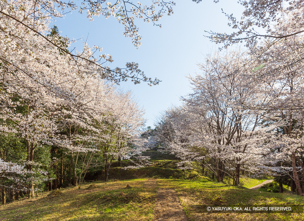 猪崎城主郭北側の曲輪の桜