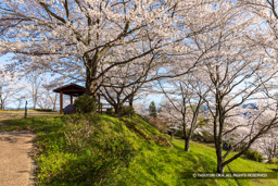 帯曲輪 | 高解像度画像サイズ：6412 x 4274 pixels | 写真番号：5D4A8029 | 撮影：Canon EOS 5D Mark IV