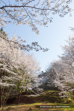 主郭北側の曲輪の桜 | 高解像度画像サイズ：4480 x 6720 pixels | 写真番号：5D4A8051 | 撮影：Canon EOS 5D Mark IV