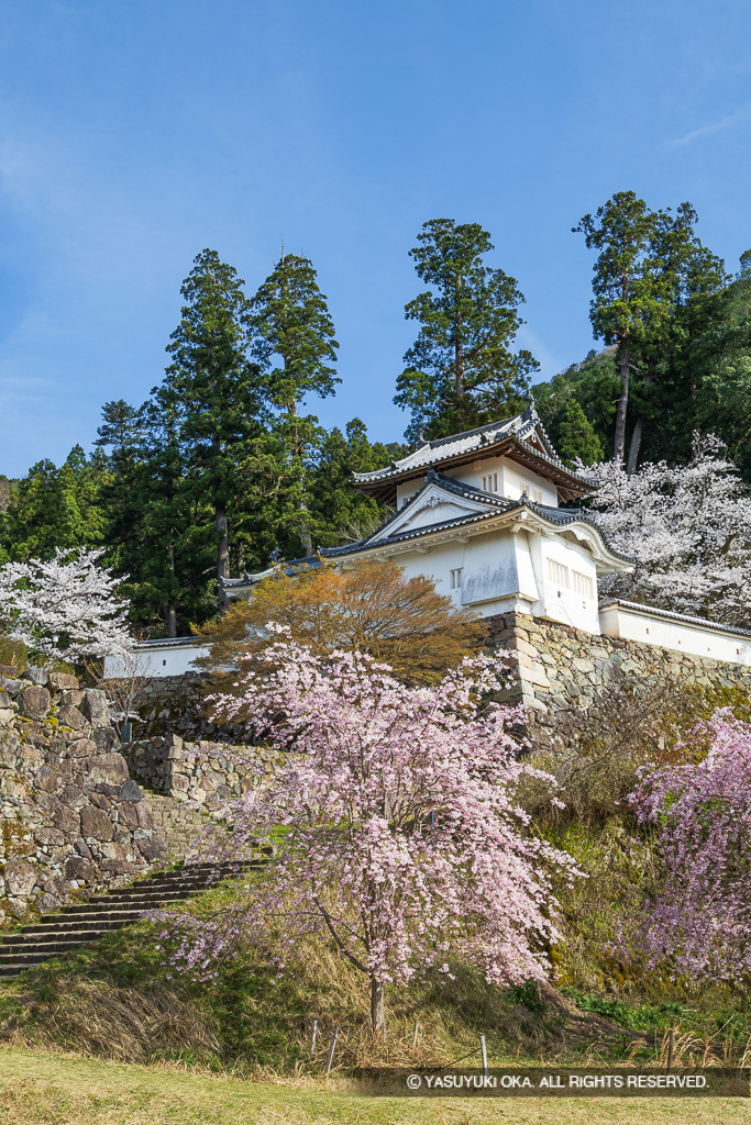 二の丸石垣と本丸西隅櫓・春・桜