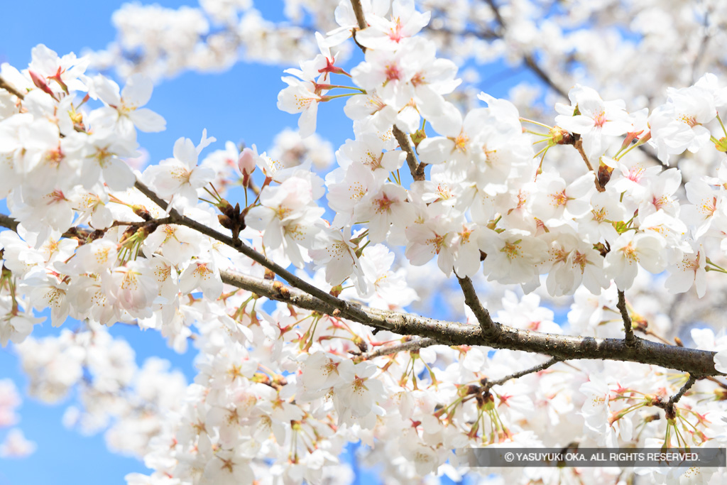 出石城の桜