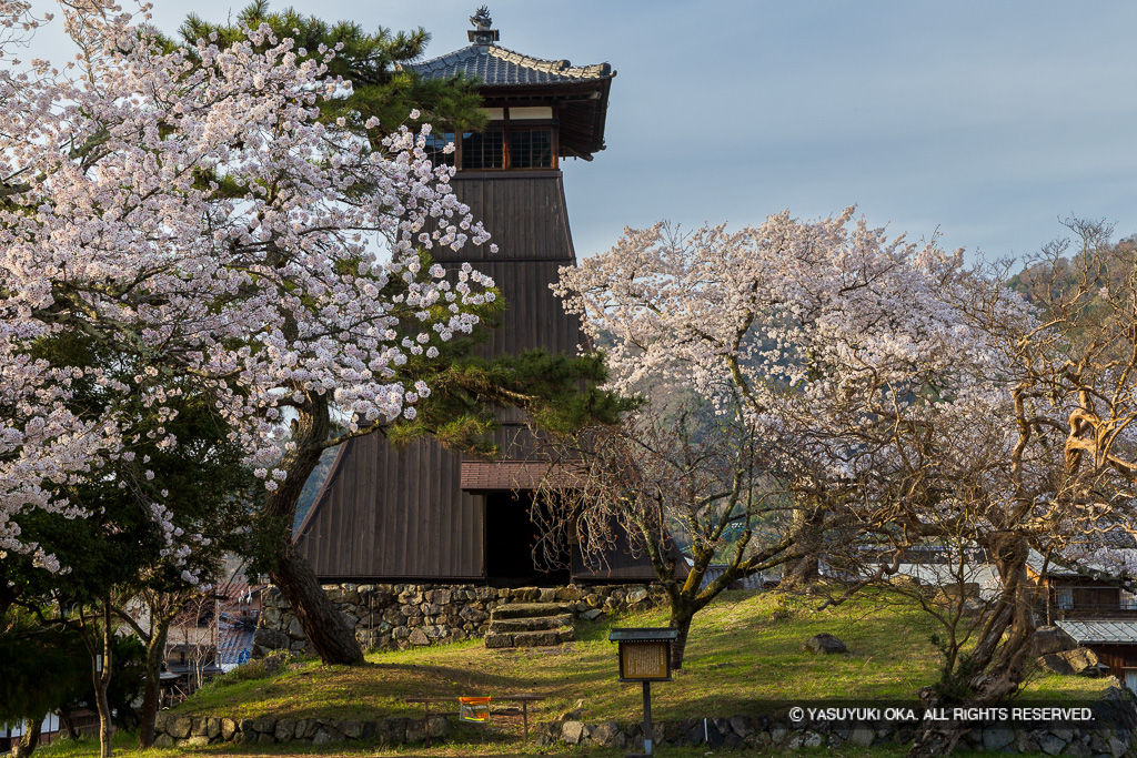 辰鼓楼と桜