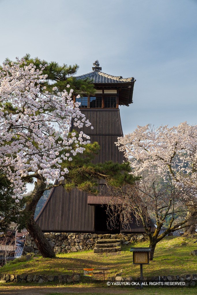 辰鼓楼と桜