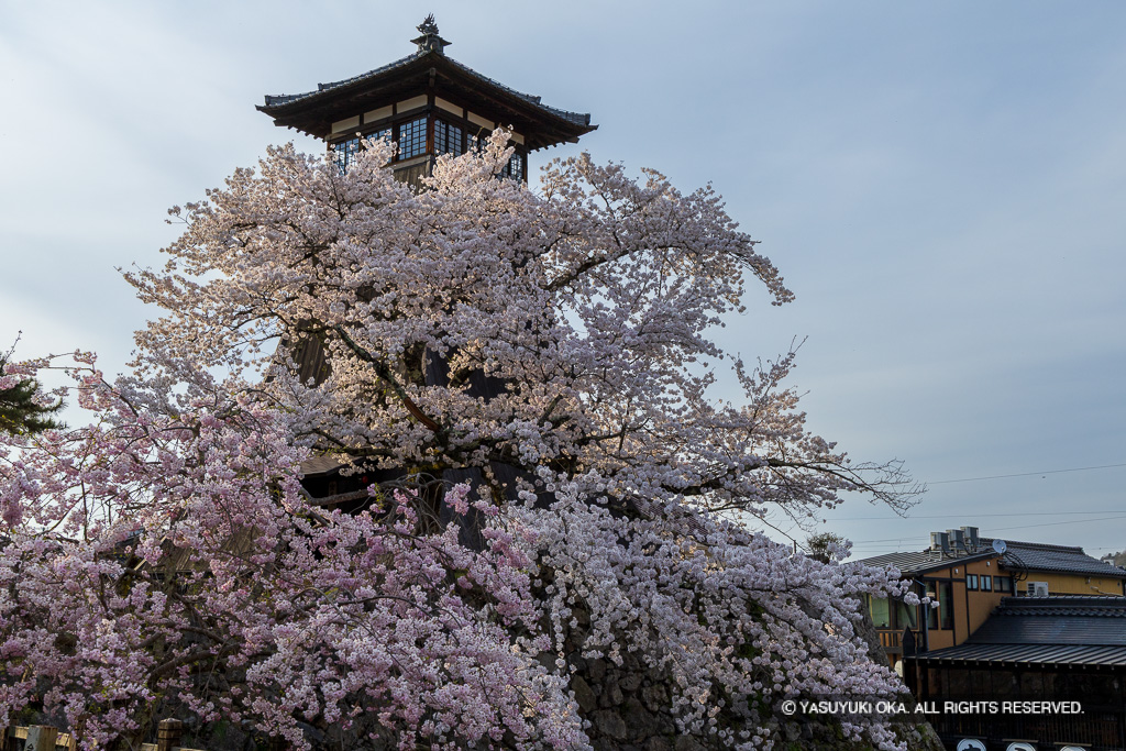 辰鼓楼と桜