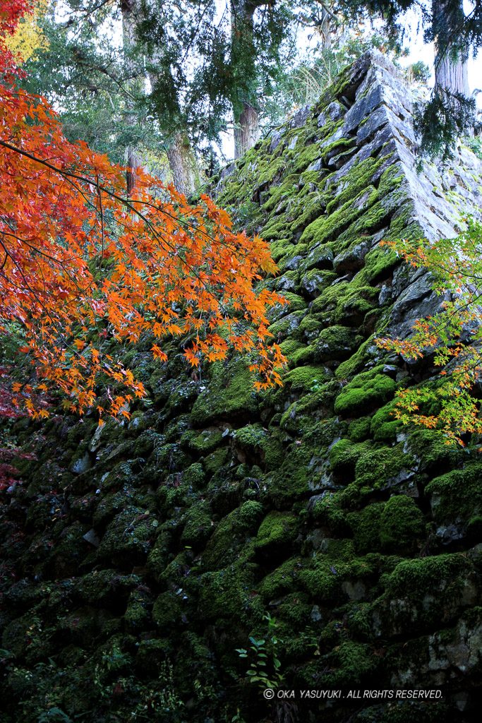 出石城の紅葉