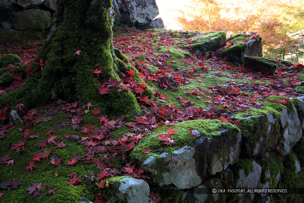 出石城の紅葉