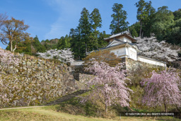 二の丸石垣と本丸西隅櫓・春・桜 | 高解像度画像サイズ：7659 x 5109 pixels | 写真番号：6F1A6591 | 撮影：Canon EOS R5m2