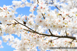出石城の桜 | 高解像度画像サイズ:8192 x 5464 pixels | 写真番号:6F1A6594 | 撮影:Canon EOS R5m2