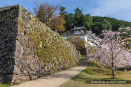 二の丸石垣と本丸西隅櫓・春・桜 | 高解像度画像サイズ：7993 x 5331 pixels | 写真番号：6F1A6696 | 撮影：Canon EOS R5m2