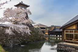 辰鼓楼と桜・大手水堀 | 高解像度画像サイズ：7893 x 5265 pixels | 写真番号：6F1A6800 | 撮影：Canon EOS R5m2