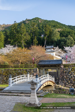 出石城登城門と有子山城・桜 | 高解像度画像サイズ：5464 x 8192 pixels | 写真番号：6F1A6816 | 撮影：Canon EOS R5m2