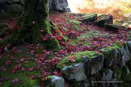 出石城の紅葉｜高解像度画像サイズ：6000 x 4000 pixels｜写真番号：IMG_1097｜撮影：Canon EOS KISS M