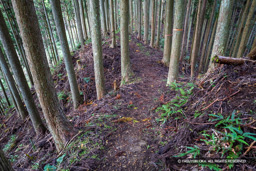 北畠氏館詰城跡・曲輪B堀切と土橋 | 高解像度画像サイズ：6000 x 4000 pixels | 写真番号：IMG_0904 | 撮影：Canon EOS R10