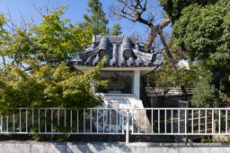 鯱展示・錦水公園 | 高解像度画像サイズ:8192 x 5464 pixels | 写真番号:6F1A9811 | 撮影:Canon EOS R5m2