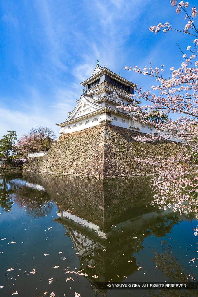 小倉城天守と桜