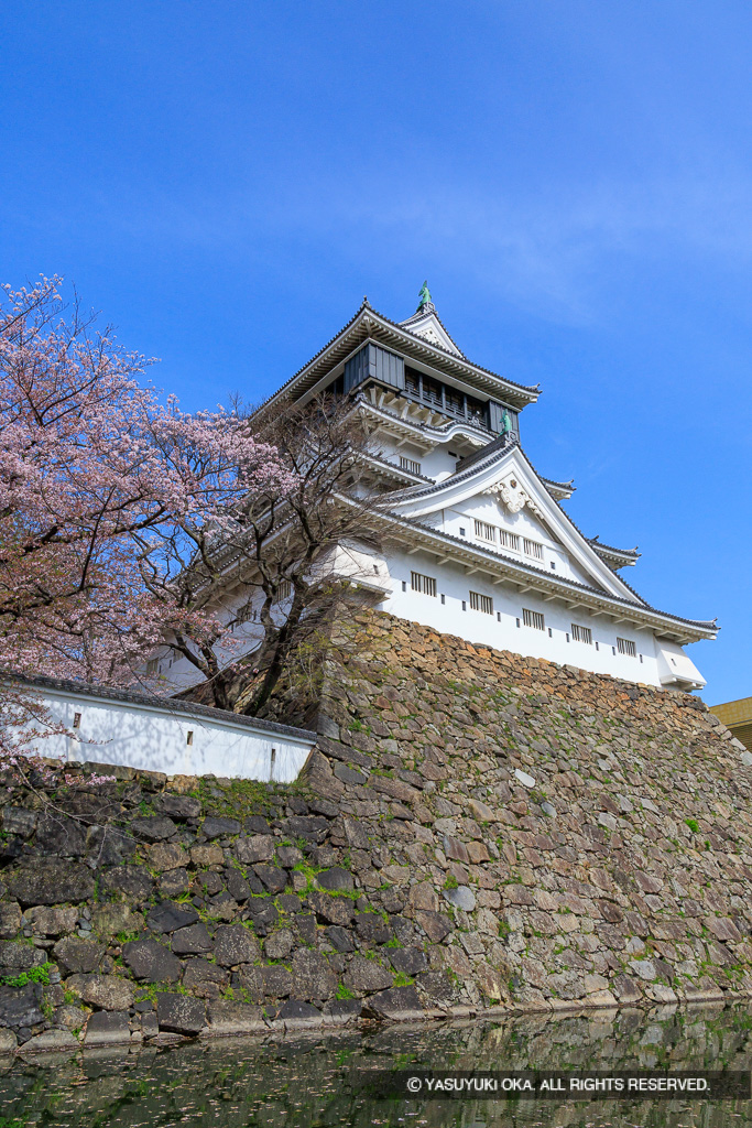 小倉城と桜