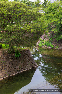 本丸西側水堀 | 高解像度画像サイズ：3456 x 5184 pixels | 写真番号：1DXL1683 | 撮影：Canon EOS-1D X