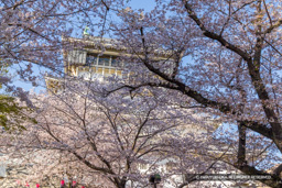 小倉城と桜 | 高解像度画像サイズ：8192 x 5464 pixels | 写真番号：6F1A5809 | 撮影：Canon EOS R5m2