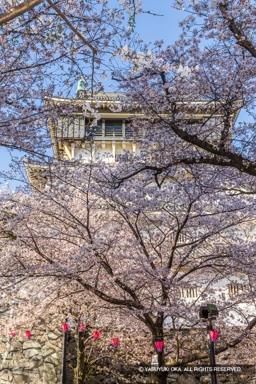 小倉城と桜 | 高解像度画像サイズ：5464 x 8192 pixels | 写真番号：6F1A5828 | 撮影：Canon EOS R5m2