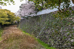本丸北面空掘と石垣の繋ぎ目 | 高解像度画像サイズ：8192 x 5464 pixels | 写真番号：6F1A6040 | 撮影：Canon EOS R5m2